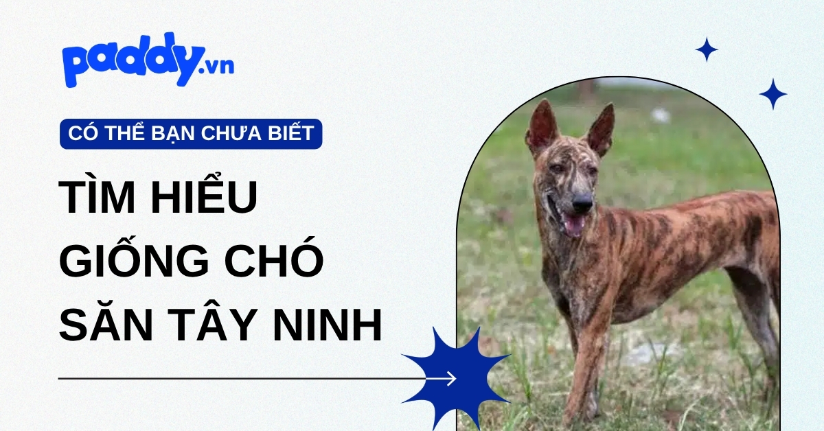 Tìm hiểu giống chó săn Tây Ninh