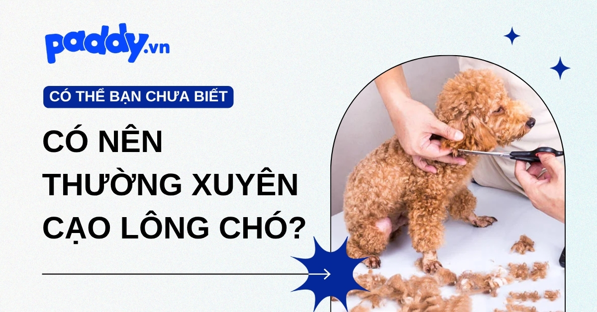 Có nên cạo lông cho chó thường xuyên không?