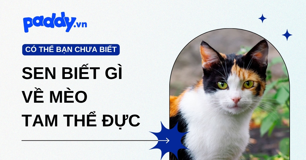 Sen biết gì về mèo tam thể đực? Sự thật khoa học và những điều cần hiểu đúng