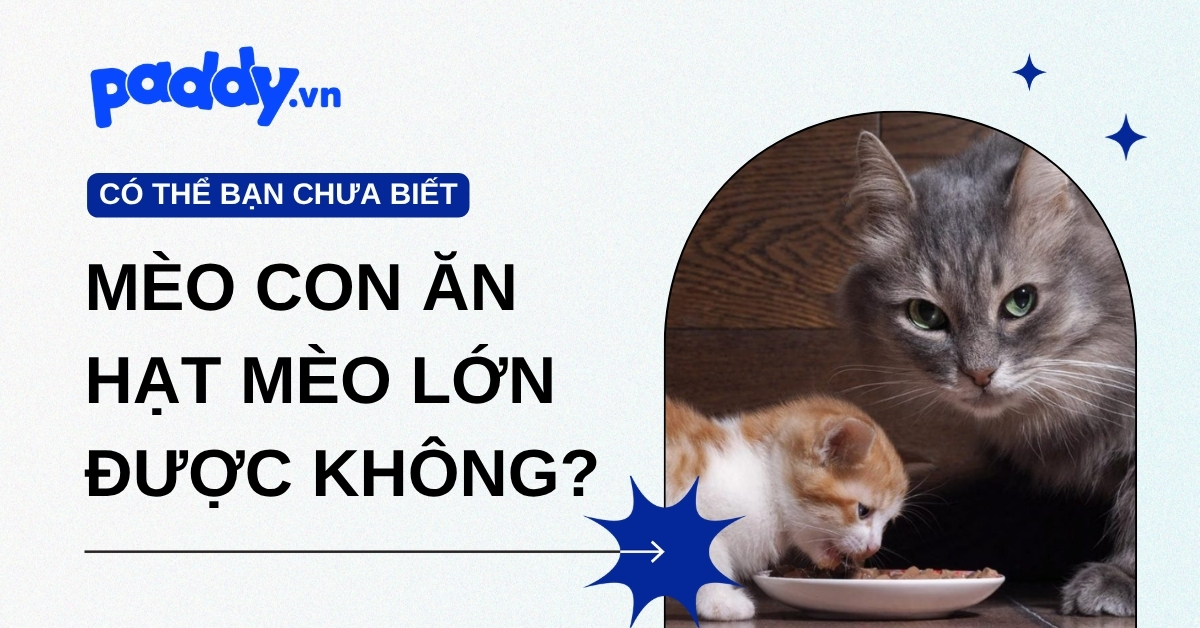 Mèo con có thể ăn hạt cho mèo trưởng thành không?
