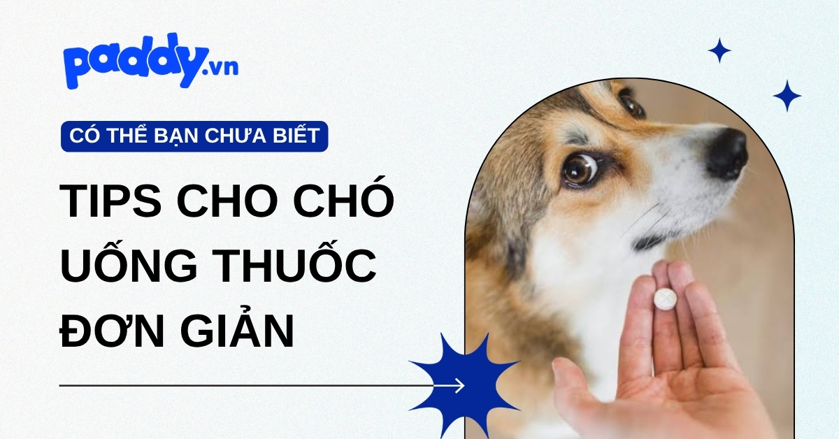 Các tips cho chó uống thuốc đơn giản, hiệu quả