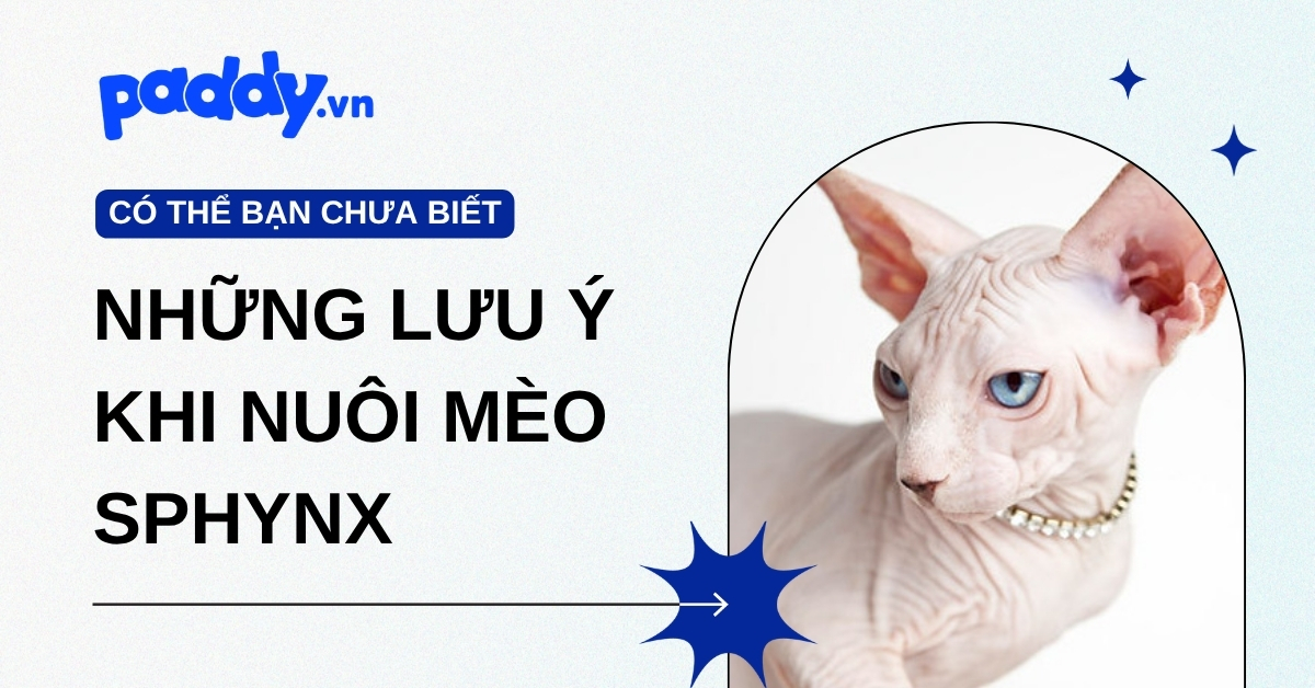 Những lưu ý khi nuôi mèo Sphynx không lông