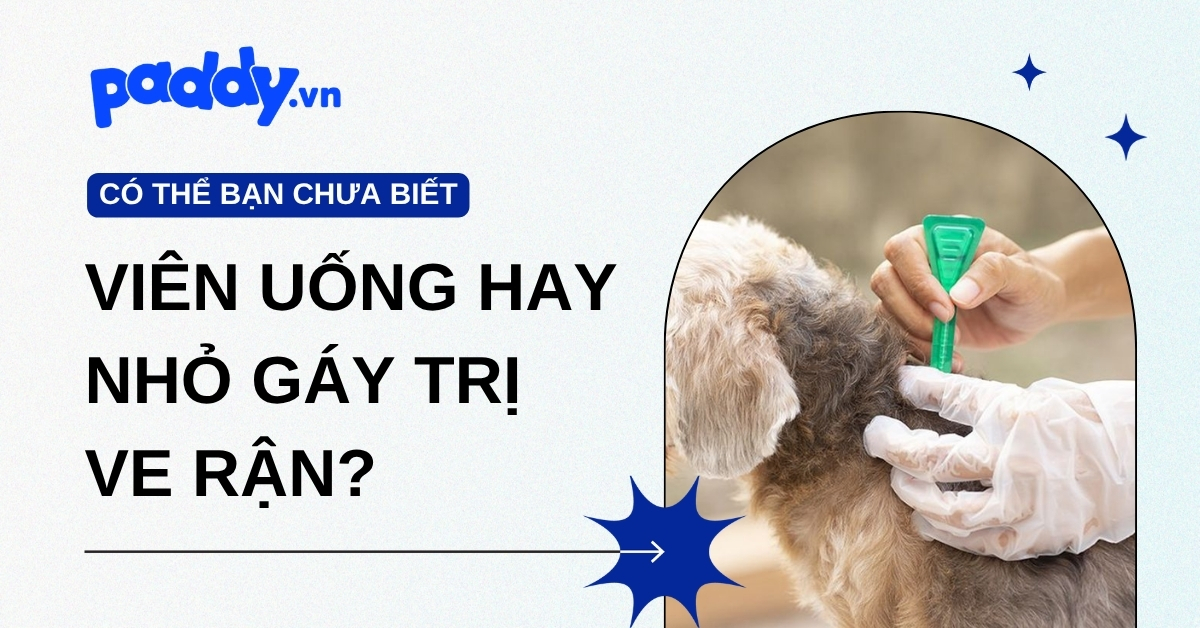 Nên trị ve rận cho chó mèo bằng viên uống hay nhỏ gáy?