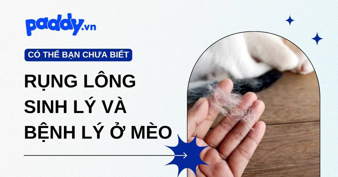 Phân biệt rụng lông sinh lý và bệnh lý ở mèo