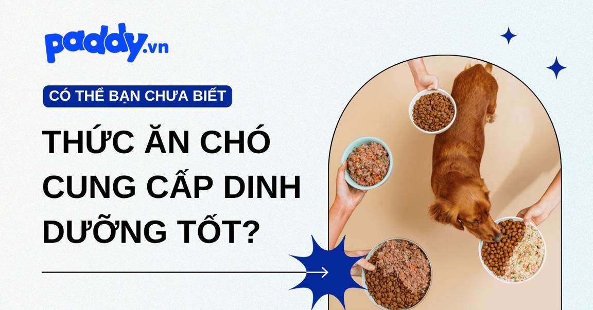 Khám phá những loại thức ăn cho chó: Đâu là loại cung cấp dinh dưỡng tốt nhất?
