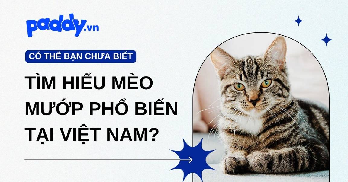 Tìm hiểu mèo mướp: Vì sao giống mèo này phổ biến nhất Việt Nam?
