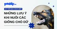 Những lưu ý khi nuôi các giống chó dữ, đảm bảo an toàn cho mọi người