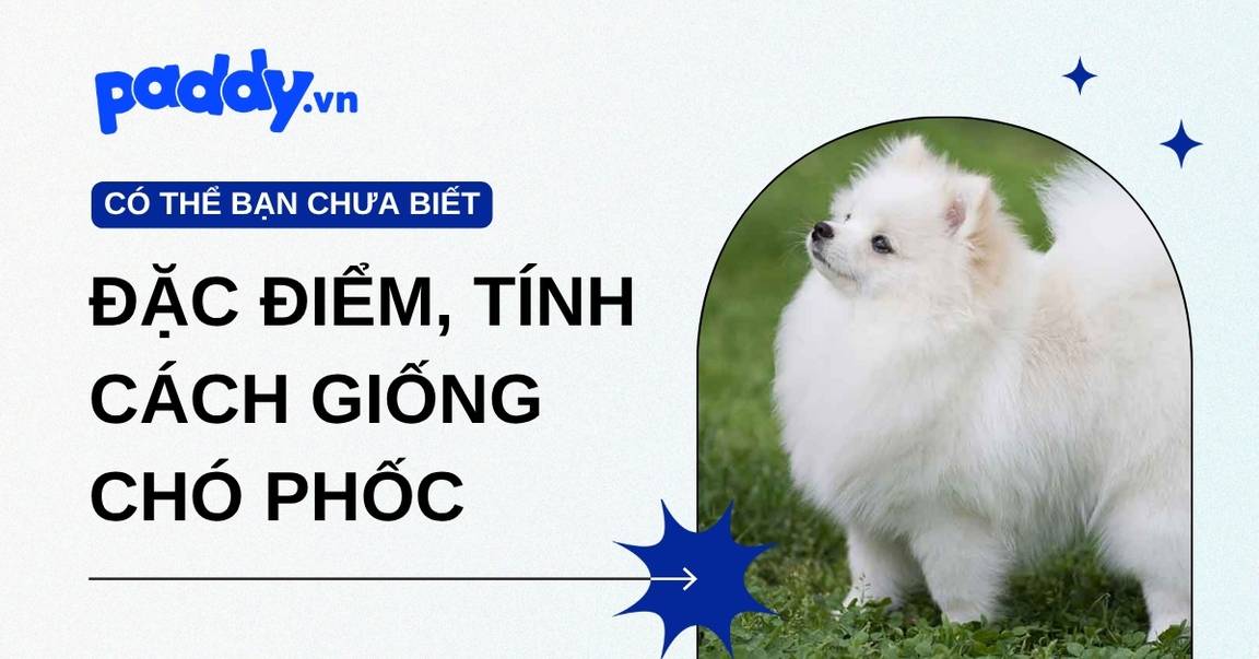 Chó Phốc là gì? Đặc điểm, tính cách và những điều Sen cần biết