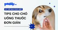 Các tips cho chó uống thuốc đơn giản, hiệu quả