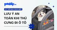 Những lưu ý an toàn khi thú cưng đi ô tô
