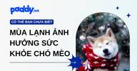 Mùa lạnh ảnh hưởng thế nào đến sức khỏe thú cưng?