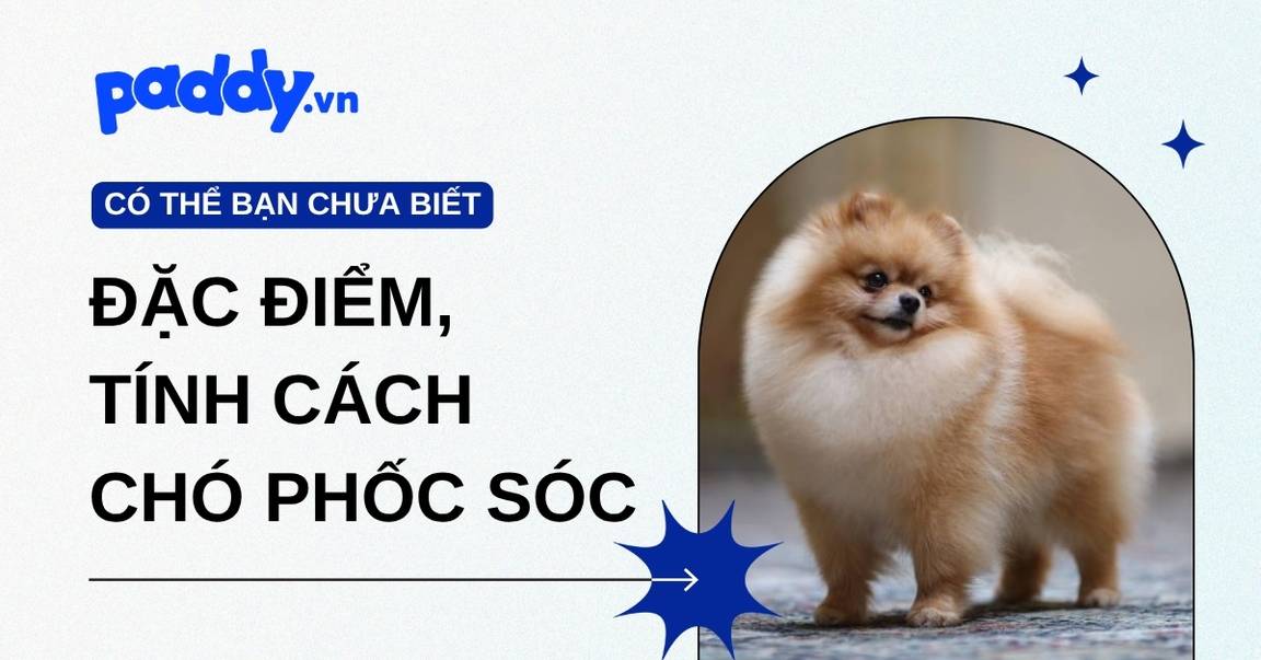 Chó Phốc Sóc (Pomeranian): Đặc điểm, tính cách và cách chăm sóc