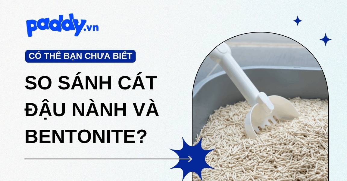 Cát Đậu Nành Hay Bentonite? So Sánh 6 Tiêu Chí Thực Tế
