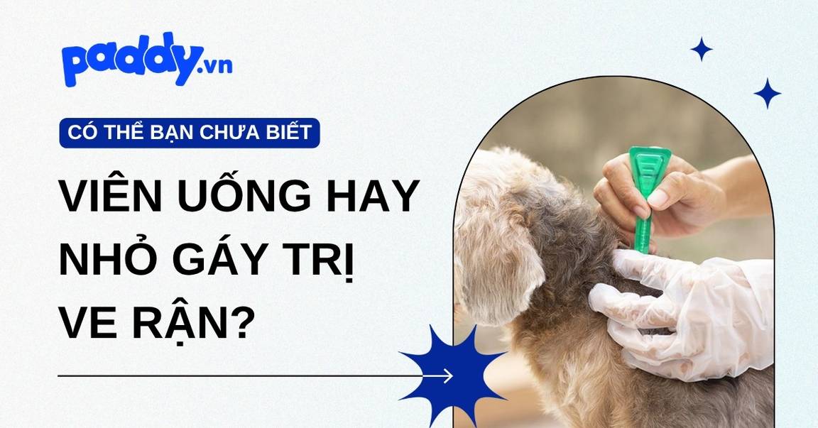 Nên trị ve rận cho chó mèo bằng viên uống hay nhỏ gáy?